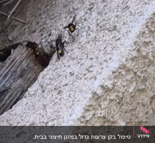 צרעות מזרחיות על קיר מבנה ליד קורת עץ